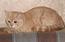 Британский кот серебристо-красный. Юшан Мон Ами. На фото 7 мес.