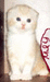 Британские котята , вислоухие котята. ПРОДАЮТСЯ СЕЙЧАС. На фото - вислоухий котенок, окрас: персиковый мраморный биколор.На фото котенку 31 день.