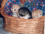 Британские котята , вислоухие котята. Окрасы: красный пятнистый, красный мраморный биколор, черный биколор. Родились 19.04.04 г. Продаются сейчас.