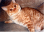 Британский кот красного окраса из питомника Мон Ами. На фото котенку 6 мес.