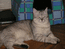 Британский кот серебристо - черный. Ультриум Мон Ами. Топ шоу класс. Фото предоставлено новыми хозяевами. Одно из лучших животных питомника в серебристом окрасе!