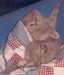 Вислоухая кошка Черри Мон Ами, лилового окраса. Фото  предоставлено новой хозяйкой этого плюшевого чуда Яной Скляровой, на снимке кошечке 3 мес.