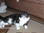 Вислоухий кот. Окрас: черный мраморный биколор. Честор Мон Ами