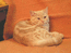 Британская кошка Хара Мон Ами, окрас : красный мраморный. Топ шоу класса. Фото любезно предоставлено очаровательной новой хозяйкой. (На фото кошке 6 месяцев)