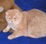 Вислоухий кот. Окрас : красный тэбби. Босс Мон Ами. Дата рождения 8.05.04 г.