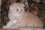 Вислоухий котенок красного окраса. Эль Мон Ами, дома - Босс.На фото 2 мес.