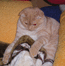 Вислоухий кот красного окраса. Эль Мон Ами, дома - Босс.На фото 6 мес. Потенциальные невесты! Обратите внимание.