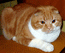 Вислоухий шотландский кот. Окрас: красный мраморный биколор. Возраст 1 год. Цезарь Мон Ами.