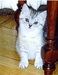 Британская серебристо-черная пятнистая кошка Беатриче Мон Ами, живет у сестры хозяйки Юты. А вместе им было весело...