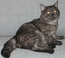 Британский кот. Окрас: черный дымчатый пятнистый. Харрисон Мон Ами Фото от новых хозяев этого красавца, на снимке коту 7 мес.