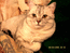 Британский кот серебристого окраса Ультриум Мон Ами (любимец питомника).
