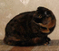 Вислоухая кошка черепаховая. Ямомото Мон Ами. На фото 7 мес