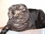 Вислоухая кошка Наоми Мон Ами. Окрас черный дымчатый мраморный. Запись на ее котят.