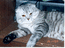 Вислоухий кот Филип Мон Ами. Окрас: серебристо-черный пятнистый. Приглашает на вязку симпатичных британочек (страйтов).