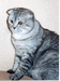 Вислоухий кот Филип Мон Ами. Окрас: серебристо-черный пятнистый. На фото 6 мес.