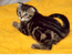 Вислоухий котик мраморного окраса. продается
