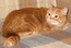 Британская кошка. Окрас: красный мраморный. Цунами Мон Ами. На прививке в родном питомнике. Прелестное животное.