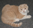 Вислоухий кот. Шерман Мон Ами. Окрас: кремовый с белым (биколор). На фото 6 мес.