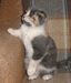 Вислоухая кошка. Януся Мон Ами, окрас: голубокремовый на белом. Гордость питомника Мон Ами