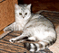 Наоми Мон Ами Британская кошка серибристое пятно