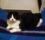 Шанс Мон Ами . Вислоухий шотландский кот (скоттиш-фолд). Биколорного окраса, на фото 6 мес