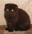 Вислоухий кот шоколадного окраса из питомника Мон Ами.