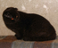 Вислоухий шотландский кот шоколадный. Винни Мон Ами. На фото 7 мес.