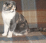 Кошка Вислоухая биколорная. Яника Веста Мон Ами. На фото 6 мес.