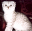 Неон Мон Ами , шотландский вислоухий котик серебристого окраса