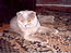 Дарио Мон Ами Вислоухий кот лилового окраса