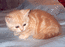 Британская кошка красный мрамор Продается