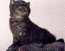Британский плюшевый котик черный дымчатый пятнистый Продаются