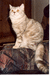 Британская кошка окрас шоколадный мрамор на серебре черепаха