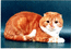 Вислоухий кот, окрас красный мраморный биколор,Пентагон Милки Вэй. Папа вислоухих котят и британских котят , рожденных 19 апреля 2004 г.