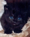 Британский котитк черный. Родился 08.05.04 г. на фото котенку 22 дня. ПРОДАЕТСЯ