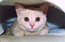 Британская кошка красеая мраморная.Фото подарила новая хозяйка. Зовут это чудо Хара Мон Ами.