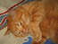 Британский кот красного окраса. Шевалье Мон Ами. На фото 6 мес.
