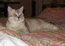 Британский кот Ультриум Мон Ами. Окрас: серебро.
